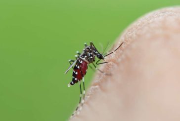10 consejos para prevenir las picaduras de mosquitos tigre durante el verano