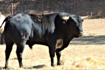 Estos Murube para el corridón del 8 en Cintruénigo, Navarra