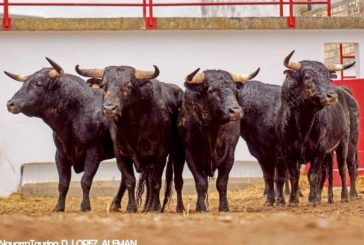 Los de Baltasar Iban para esta tarde en Peralta, Navarra