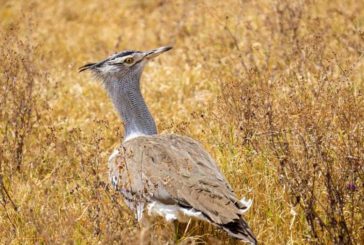 UAGN consigue la retirada del Decreto Foral de Aves Esteparias