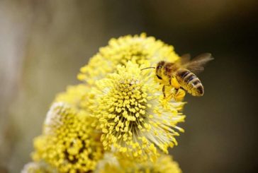 Comisión impulsa la acción sobre los insectos polinizadores en Europa