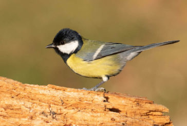 El gorrión común y la paloma bravía, las aves más comunes en Pamplona