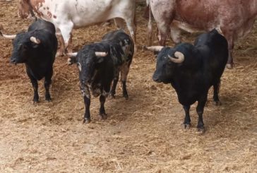 Reses de pincha para la primera de Pamplona