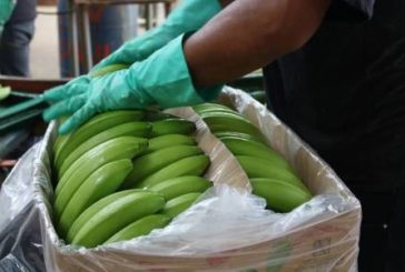 Ecuador: Narcos usan cargamentos de bananas para contrabandear cocaína