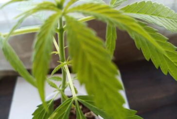 El cultivo de 100 plantas de marihuana es un “poderoso indicio” al tráfico