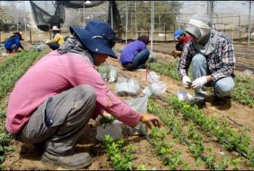 Llegan a las granjas israelíes trabajadores agrícolas de Malawi y Kenia