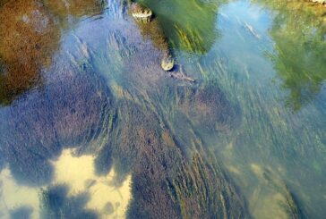 Algas tóxicas en la cuenca del Ebro: su posible impacto en la salud y el medio ambiente