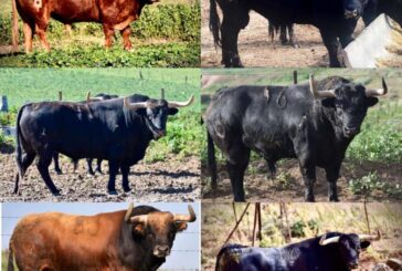 Estos de la Palmosilla abrirán la Feria del Toro 2024