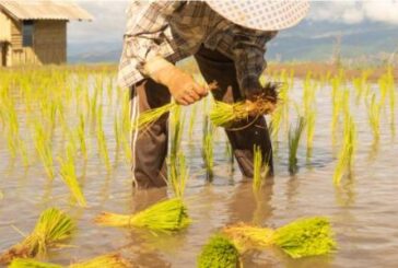 Un techo al precio del arroz en Filipinas