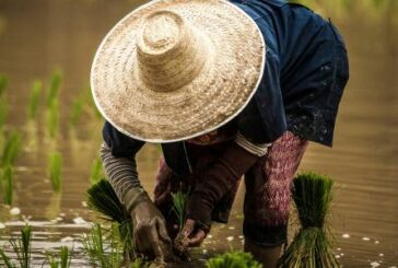 Filipinas: Estado de emergencia alimentaria» mientras el país está en campaña electoral