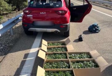 Detenido por circular en sentido contrario con 799 plantas de marihuana en la AP15 en Corella