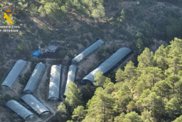 Interceptadas 9 plantaciones de marihuana en un monte de Teruel