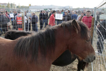 Una parcela municipal en el polígono de Agustinos acoge la feria de ganado equino de San Fermín