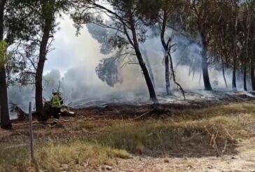 Incendio bosque extenso de coníferas en Azagra, Navarra