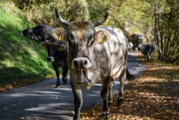 Navarra prohíbe ferias y mercados de ganado ante la epidemia del vacuno en Francia