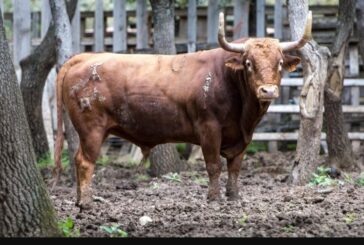 Toros de Reta-Casta Navarra en la feria de 3 Puyazos