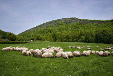 Navarra dedicará más de 222.200 euros de ayudas a pastizales montanos en 2026