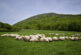 Navarra dedicará en 2026 más de 222.200 euros de ayudas a pastizales montanos