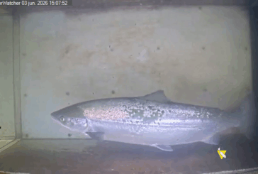 Medio Ambiente entrena a una IA en reconocimiento de imágenes para el control del salmón y otras especies en el Bidasoa