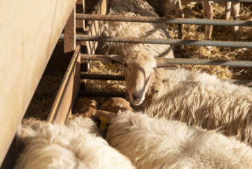 Autentika convertirá Pamplona entre el 4 y el 6 de septiembre en escaparate de las razas autóctonas y del producto local de Navarra