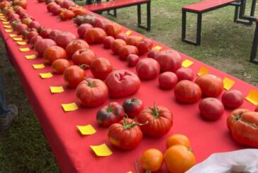 Navarra vuelve a buscar sus mejores tomates con los Concursos de Tomate Antiguo