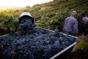 El calor adelanta la vendimia de 2026 y las bodegas buscan personal urgente