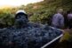 El calor adelanta la vendimia de 2026 y las bodegas buscan personal urgente